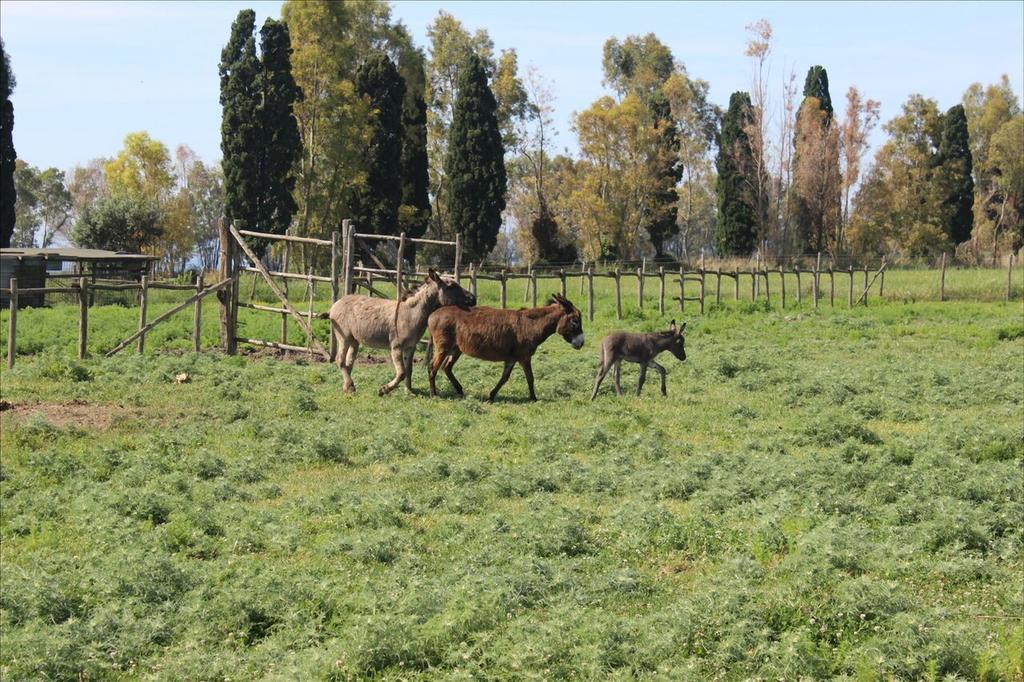Podere Del Gesso Tarquinia Dış mekan fotoğraf